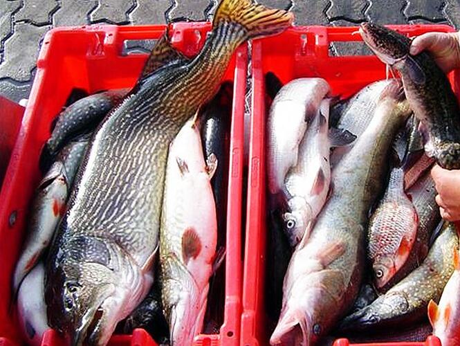 Frisch gefangene Fische in roten Kisten: Zwei rote Fischkisten sind prall gefüllt mit frisch gefangenem Fisch. Zu sehen sind verschiedene Arten, darunter ein großer Fisch mit auffälliger Musterung. Eine Person hält am rechten Bildrand einen weiteren Fisch in der Hand.
