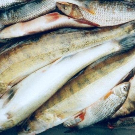 Ein Haufen frisch gefangener Süßwasserfische liegt auf einer grauen Fläche. Zu sehen sind verschiedene Arten wie Zander, Barsch und Rotauge.