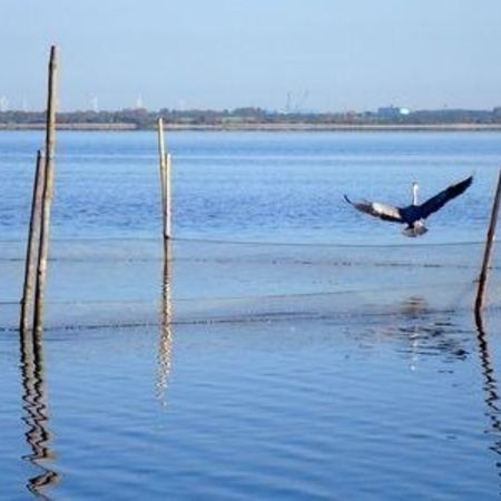 Ein Fischernetz ist zwischen mehreren Holzpfählen im Wasser gespannt. Eine Möwe sitzt und ein Graureiher fliegt darüber.