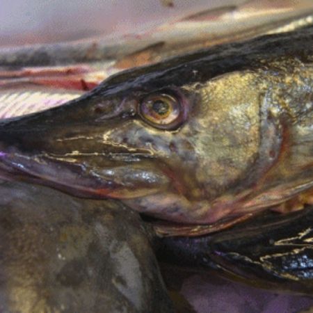 Großer Hecht mit geöffnetem Maul auf einem Fischmarkt.