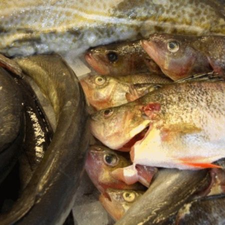 Verschiedene Süßwasserfische frisch gefangen und aufeinander gestapelt.