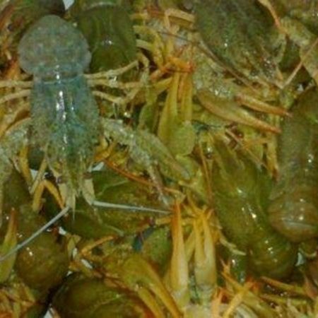 Frische Flusskrebse mit grünlich-brauner Färbung aufeinander liegend.