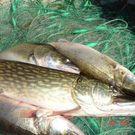 Frisch gefangene Hechte und Zander liegen auf einem grünen Fischernetz